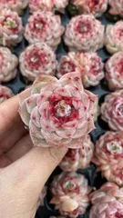 新入荷　ビロード　鮮やかな105苗セット　土と根付き　多肉植物　エケベリア　セダム　韓国苗　詰め合わせ　寄せ植え　X998