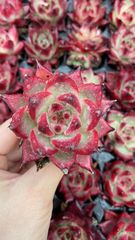 新入荷 ビロード 鮮やかな105苗セット 土と根付き 多肉植物 エケベリア
