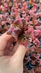 新入荷　アカネノタワー　鮮やかな105苗セット　土と根付き　多肉植物　エケベリア　セダム　韓国苗　詰め合わせ　寄せ植え　X1022