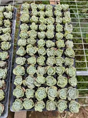 新入荷　ラブリーローズ　鮮やかな72苗セット　土と根付き　多肉植物　エケベリア　セダム　韓国苗　詰め合わせ　寄せ植え　X1039
