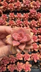 新入荷　ブロンズ　鮮やかな105苗セット　土と根付き　多肉植物　エケベリア　セダム　韓国苗　詰め合わせ　寄せ植え　X1040