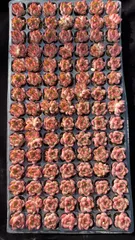 新入荷　カガリビ　鮮やかな105苗セット　土と根付き　多肉植物　エケベリア　セダム　韓国苗　詰め合わせ　寄せ植え　X995