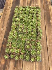 新入荷　リリリリー　鮮やかな105苗セット　土と根付き　多肉植物　エケベリア　セダム　韓国苗　詰め合わせ　寄せ植え　X936