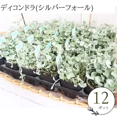 【12ポット】ディコンドラ　ダイカンドラ　シルバーフォール　苗　セット　まとめ売り　花苗 花壇苗　苗　寄せ植え　ガーデニング　ハンギングのサムネイル
