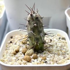 ユーフォルビア☆ピグエリー【噴火竜】 現地球 希少 仔株付 鉢ごと発送