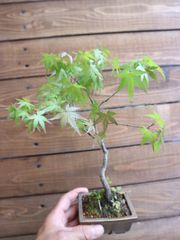 盆栽 もみじ フェイクグリーン 鉢植え　エミリオロバ 盆栽 もみじ フェイクグリーン 鉢植え エミリオロバ - メルカリ