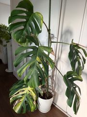 モンステラ 吊り下げ お洒落 ハンキング ヒメモンステラ 観葉植物の