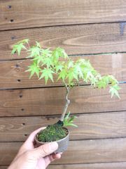 小品盆栽】 山モミジ 樹高20cm 涼やかな葉姿と紅葉のグラデーション