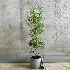 大型　美形　オリーブの木　シプレッシーノ　9号　テラコッタ鉢植え　グレイッシュ　受け皿付きのサムネイル