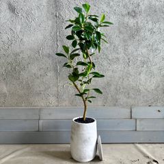 フィカス ベンガレンシス 曲がり仕立て 陶器鉢 植え込み発送 - メルカリ