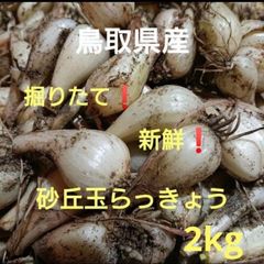 初物！鳥取砂丘らっきょう 13kg以上 農薬不使用- メルカリ