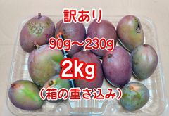 摘果マンゴー 未熟マンゴー 加工用マンゴー グリーン/ 約5㎏〈200g超