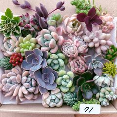 71 多肉植物寄せ植えセット - メルカリ