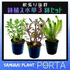 ビオトープ 向け 水草セット 【鉢植え3鉢セット】のサムネイル