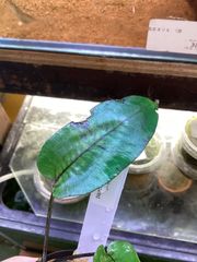 タマノカンアオイ 銘品「多摩の誉」変わり葉付き 富貴蘭 長生蘭 山野草