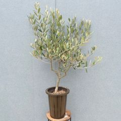 引き取り限定 オリーブ ネバディロブランコ 植木 庭木 シンボルツリー