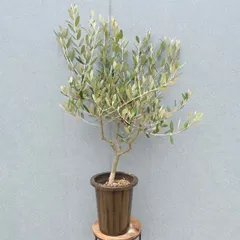 ［現品］F1  創樹　オリーブ　ミッション　6号　観葉植物　ベランダ　SOUJU オリーブの木 おしゃれのサムネイル