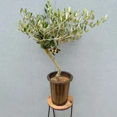 ［現品］R4  創樹　オリーブ　ルッカ　6号　観葉植物　大型　屋外　オリーブの木　ベランダ　おしゃれ　自家結実性有のサムネイル