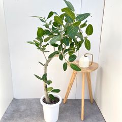 オリーブ ミッション 2【現品】観葉植物 創樹 SOUJU 6号 - メルカリ
