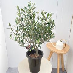 創樹　オリーブ　ミッション2 オリーブ ミッション 2【現品】観葉植物 創樹 SOUJU 6号 - メルカリ