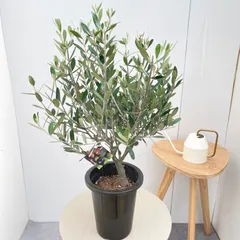 オリーブ ミッション 2【現品】観葉植物 創樹 SOUJU 6号 - メルカリ