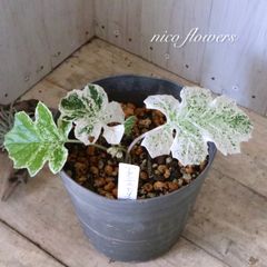 希少♡斑入り♡エバーフレッシュ♡ネムの木♡観葉植物♡インテリア