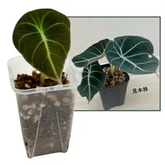 アロカシア ブラックベルベット 2.5号 幼苗 ネガミエル Alocasia reginula Black Velvet サトイモ科 アロイド 観葉植物のサムネイル