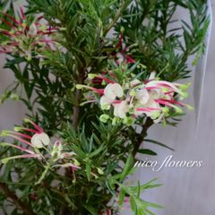希少♡斑入り♡エバーフレッシュ♡ネムの木♡観葉植物♡インテリア