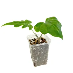 アロカシア ブランキフォリア 2.5号 幼苗 ネガミエル Alocasia brancifolia 大型品種 サトイモ科 アロイド 観葉植物のサムネイル
