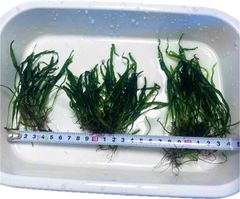 現物限り】特大ミクロソリウム本ナロー3株活着済み S石セット（即