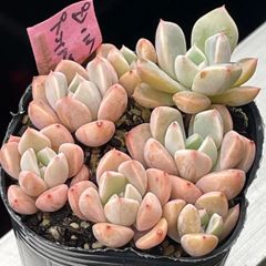 多肉植物 オパリナ ホワイトピンク斑 抜き苗 - メルカリ