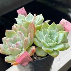 七福神」抜き苗 エケベリア 多肉植物 - メルカリ