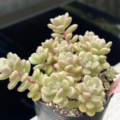 多肉植物つぶつぶ屋♡小梅❤︎抜き苗(根付き)のサムネイル