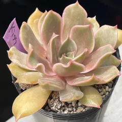 多肉植物♡Kiss❤︎抜き苗(根付き)のサムネイル