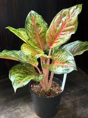 特別企画 限定セール Aglaonema アグラオネマ トリカラー PP - メルカリ