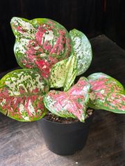 古都の葉さん多肉 ミモザブーケ 現品 - メルカリ