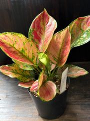 アグラオネマ ピンク パーフェクト サイアム 観葉植物 - メルカリ