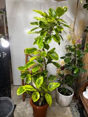 チャメドレア・テネラ 8号 ヤシ 稀少 ヒメテーブルヤシ 花 インテリア