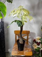 チャメドレア・テネラ 8号 ヤシ 稀少 ヒメテーブルヤシ 花 インテリア