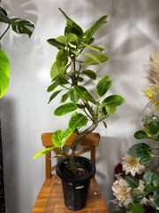 特大 フィカス ジン S字仕立て 10号 陶器鉢 植え込み発送 - メルカリ