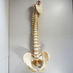 脊椎脊柱模型 骨格標本 スタンド付き カイロ 整体 整骨院 鍼灸 - メルカリ
