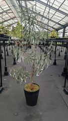 アカシアフロリブンダ オージープランツ 常緑樹 鉢植え 引取り限定 大