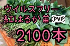 特選品】紅はるか苗☆500本 6月下旬から発送可能 - メルカリ