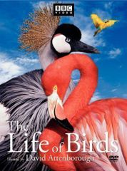 美品 BBC ライフ・オブ・バーズ/鳥の世界 DVD-BOX - メルカリ