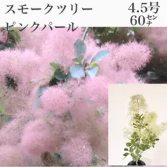 2026年最新】スモークツリー 苗の人気アイテム - メルカリ