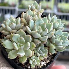 多肉植物♡チェリーエボニー❤︎抜き苗(根付き) - メルカリ