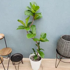 ［現品］☆おすすめ☆  63番　カシワバゴムノキ　フィカス　リラータ　曲がり　7号　観葉植物　室内　大型　おしゃれのサムネイル