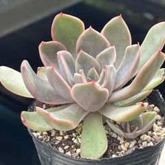 多肉植物♡チェリーエボニー❤︎抜き苗(根付き) - メルカリ
