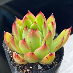 多肉植物♡チェリーエボニー❤︎抜き苗(根付き) - メルカリ
