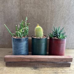 リメイク缶】 サボテン 現品 ② 観葉植物 観葉 植物 多肉植物 多肉
